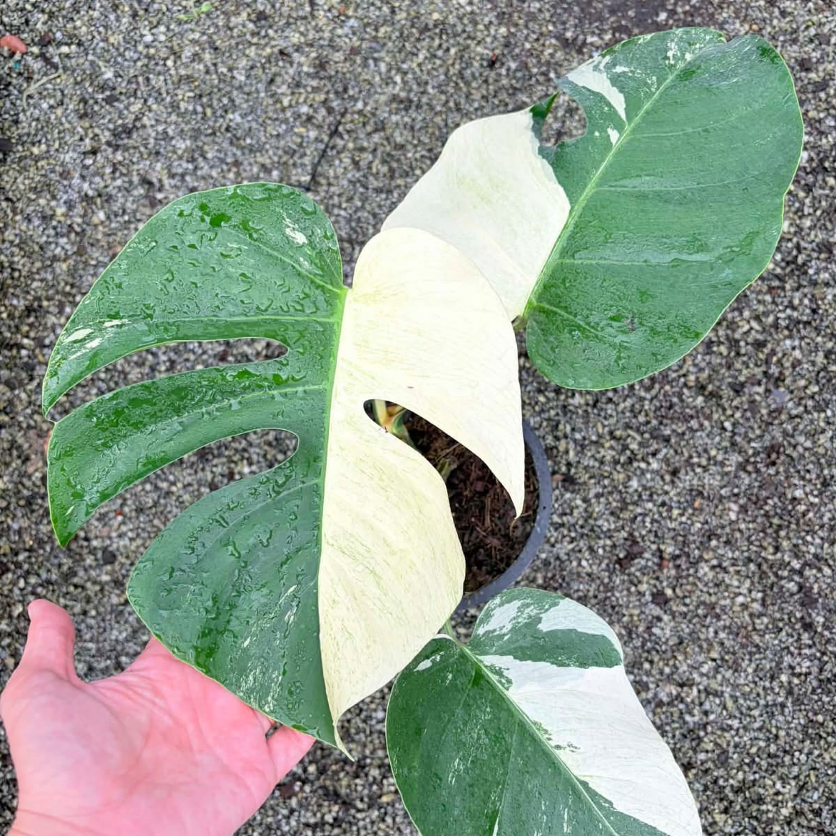 Monstera Mint B - Pre Order