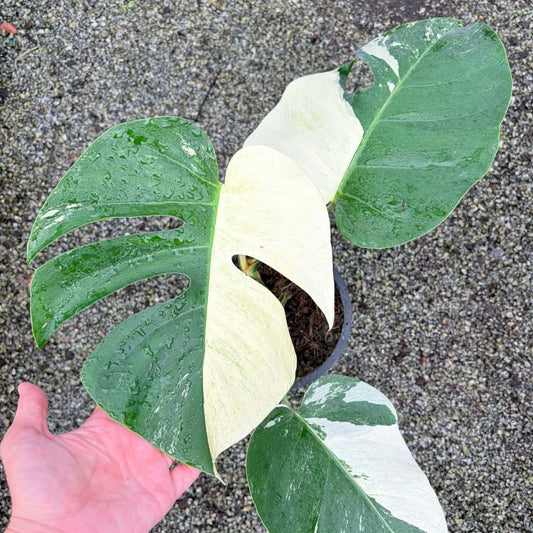 Monstera Mint B - Pre Order