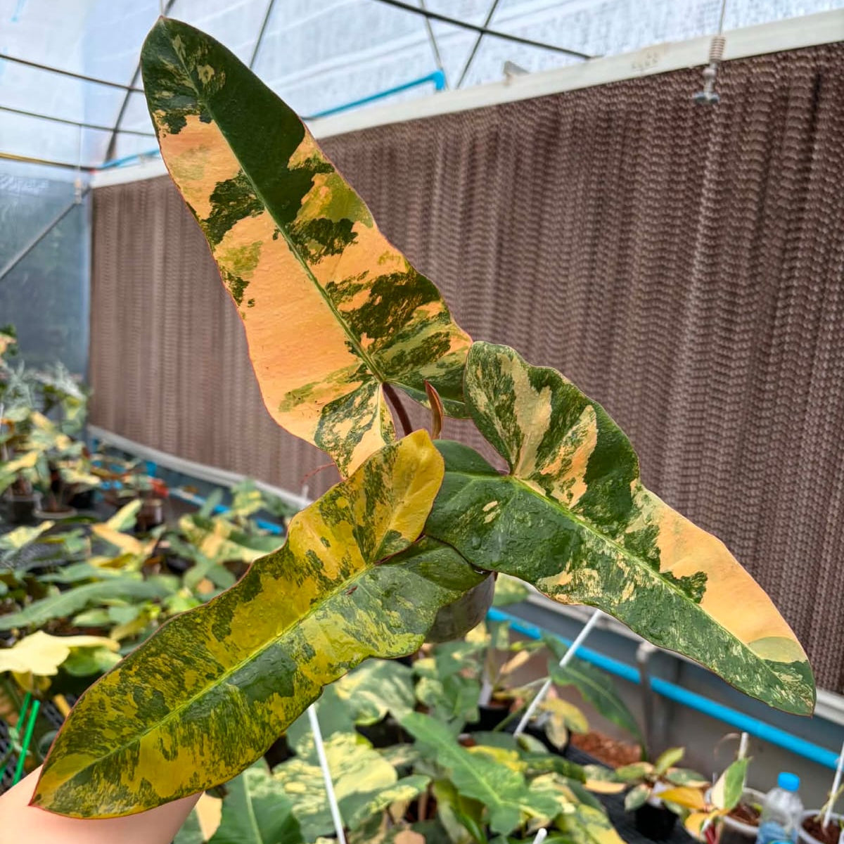 Philodendron FMY x Black Bilietiae A - Pre Order