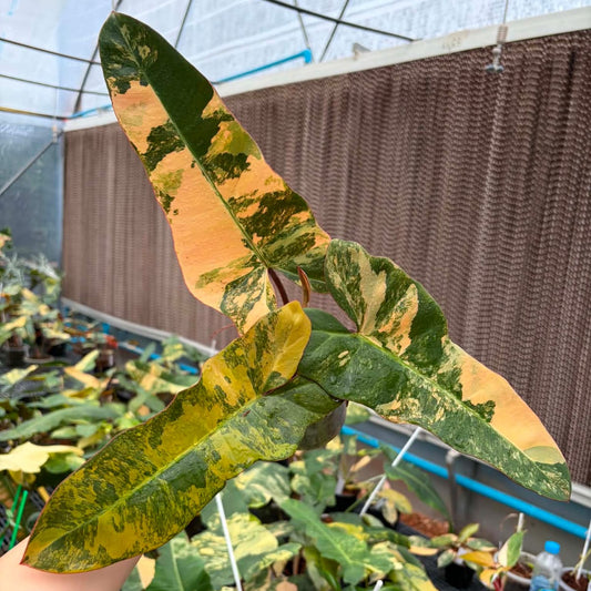 Philodendron FMY x Black Bilietiae A - Pre Order