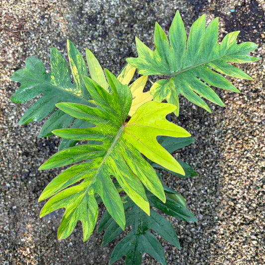 Philodendron Mayoi Var B - Pre Order