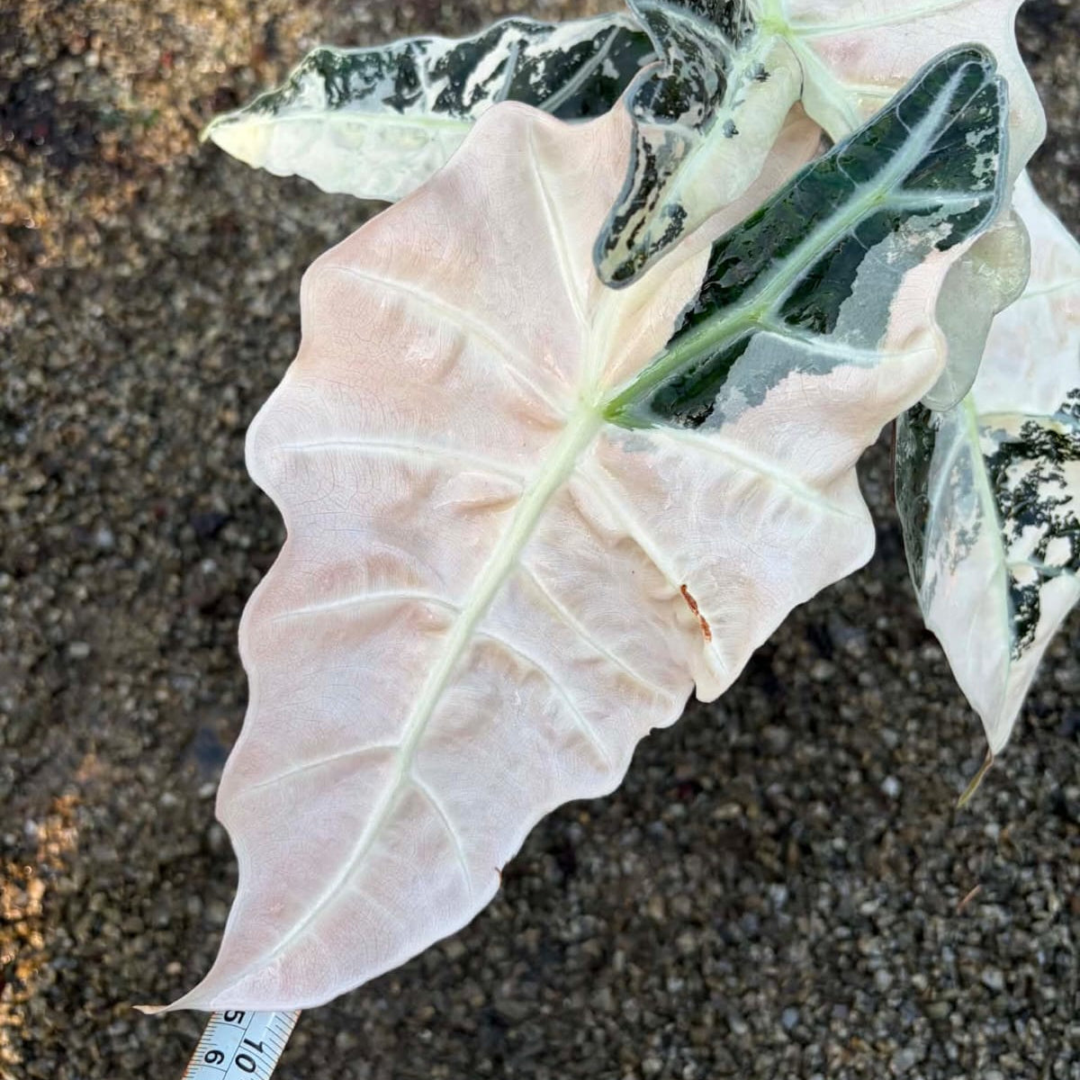 Alocasia Amazonica Albo/Pink - Pre Order