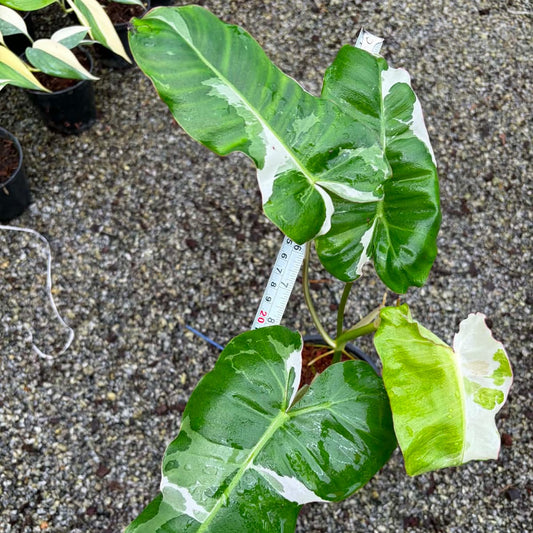 Philodendron Paraiso Verde Albo - Pre Order
