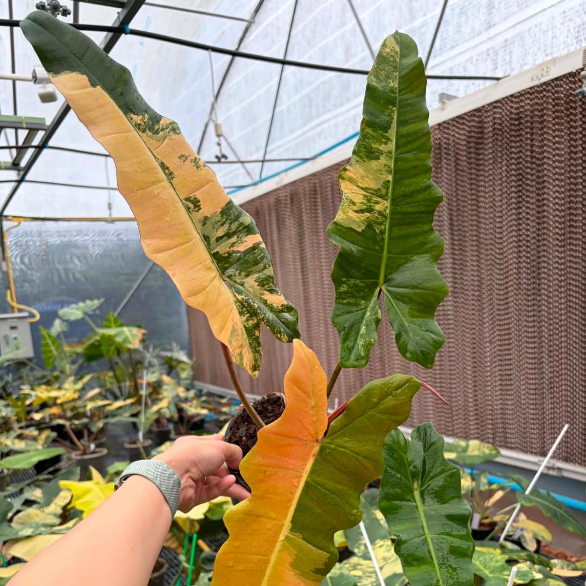 Philodendron FMY x Black Bilietiae C - Pre Order