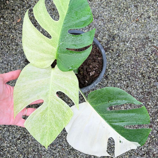 Monstera Mint A - Pre Order