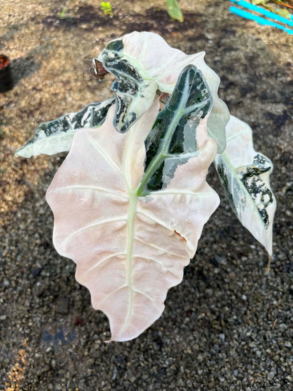 Alocasia Amazonica Albo/Pink - Pre Order