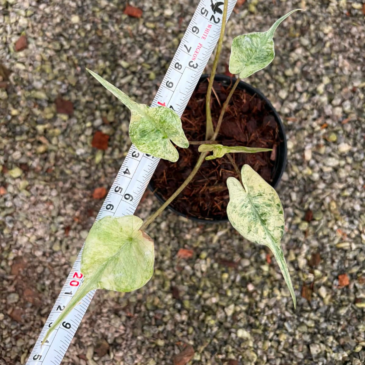 Alocasia Stingray Albo Mint  - Pre Order