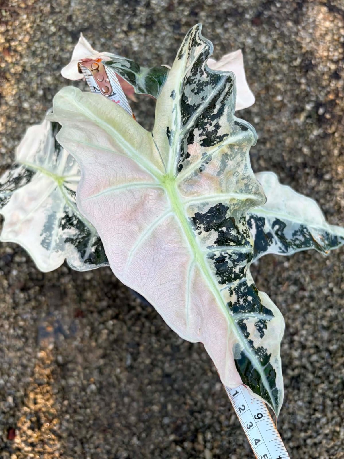 Alocasia Amazonica Albo/Pink - Pre Order