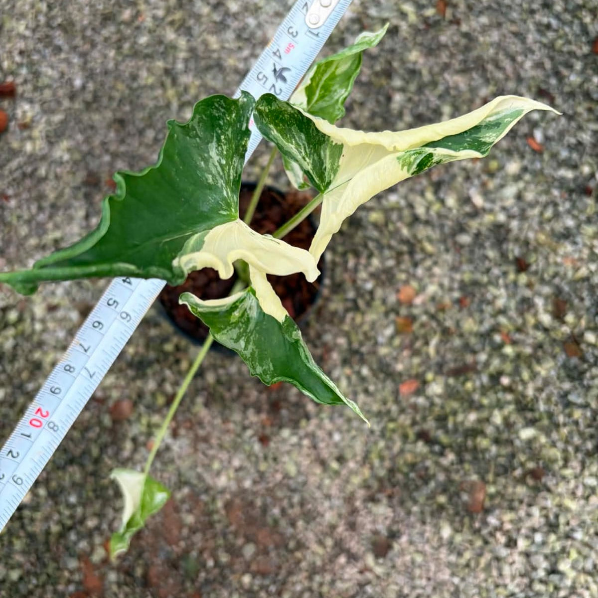 Alocasia Crinkle Albo - Pre Order