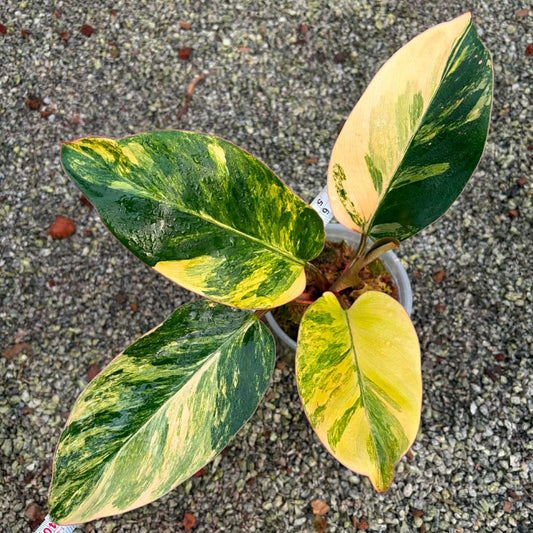 Philodendron Red Congo  - Pre Order