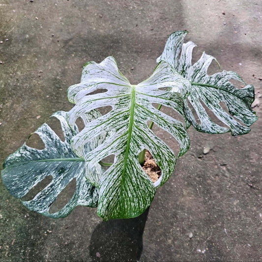 Monstera Devil Monster Large - Pre Order