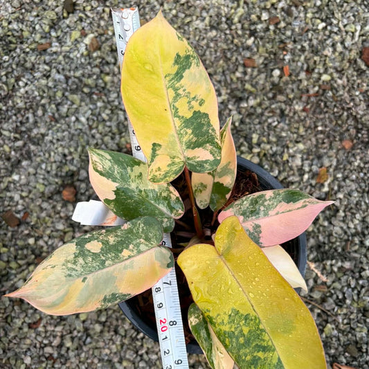 Philodendron Fiora A - Pre Order