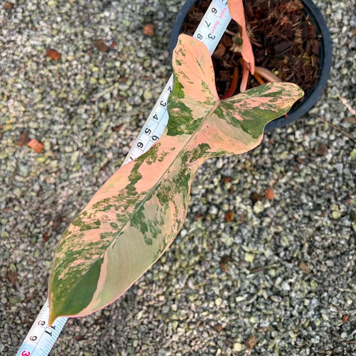Philodendron Fiora C - Pre Order