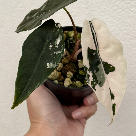 Alocasia Chantrieri Pink B - Pre Order
