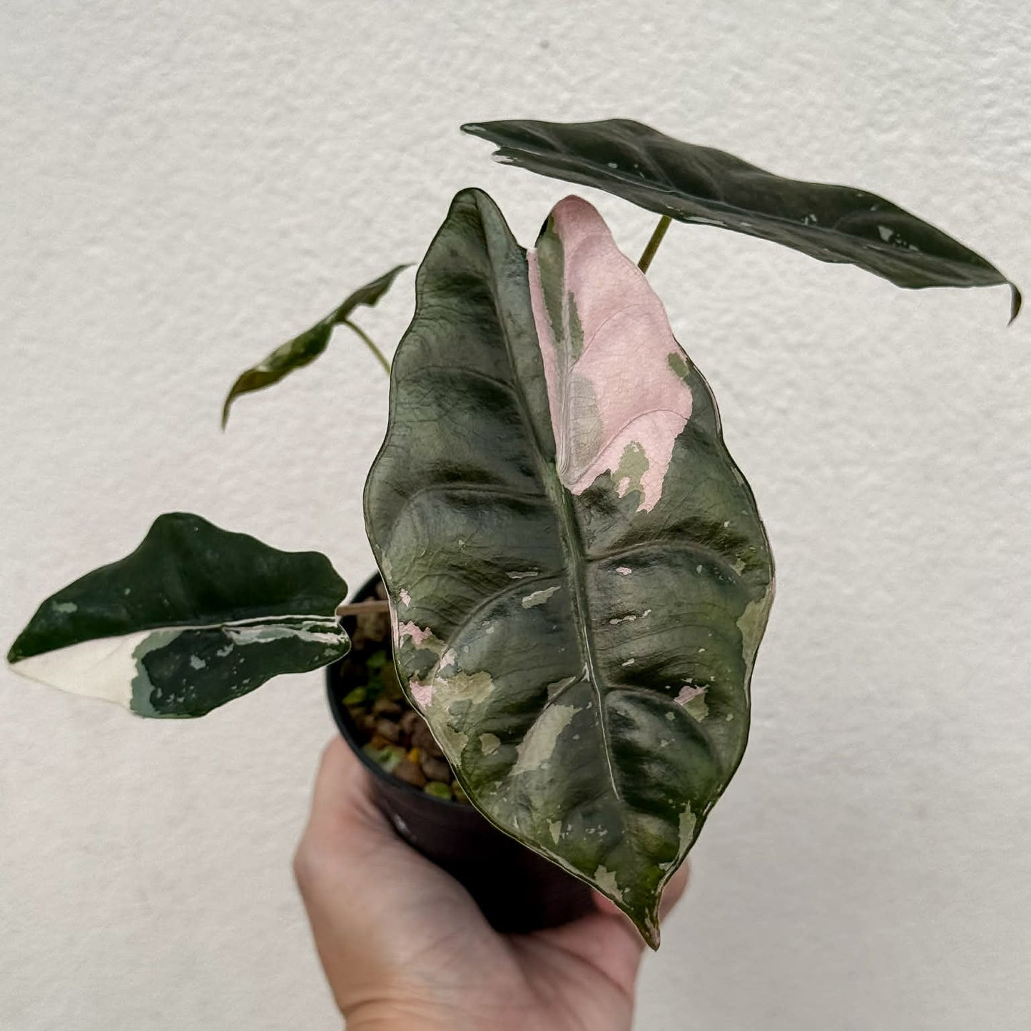 Alocasia Chantrieri Pink A - Pre Order