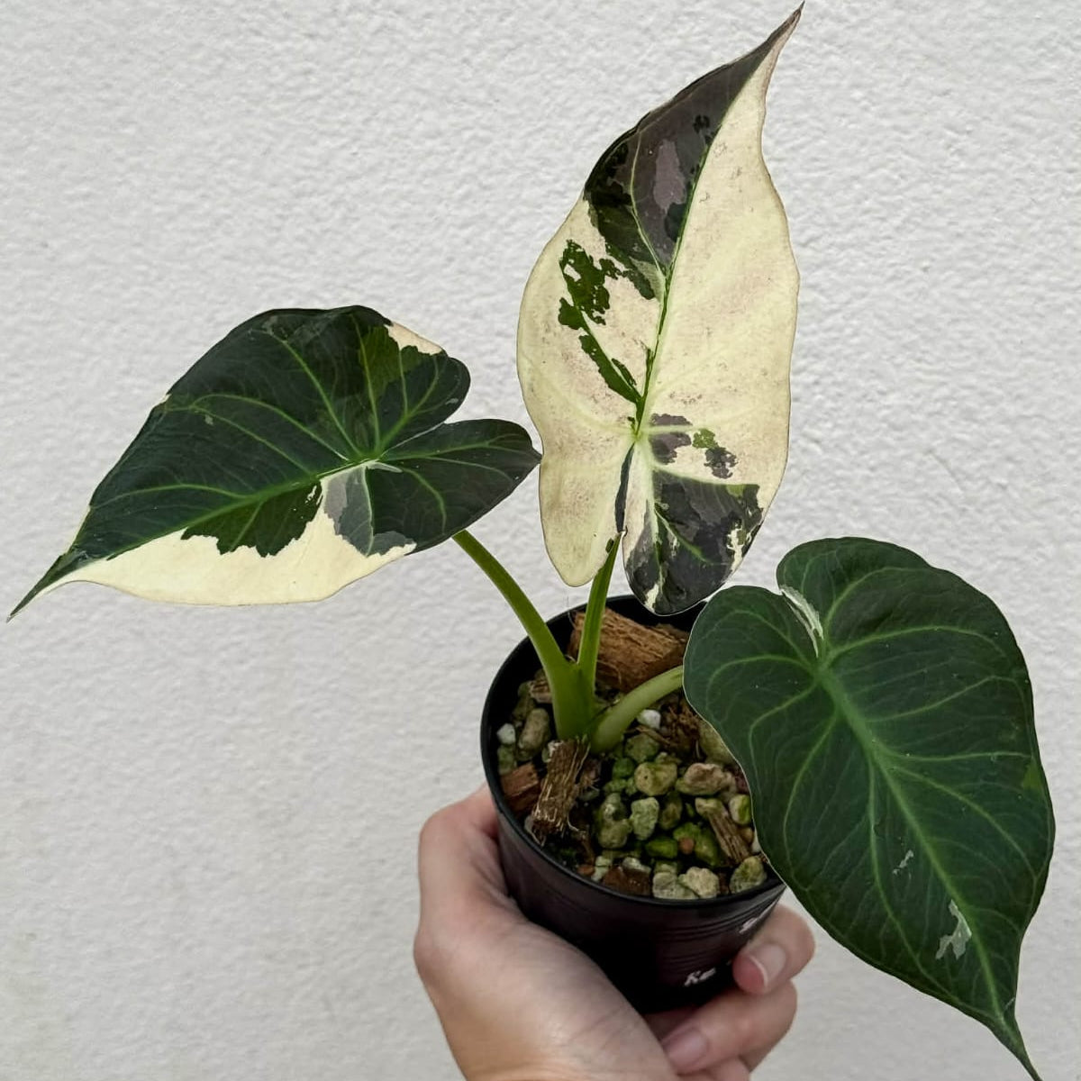 Alocasia Regal Shield Albo - Pre Order