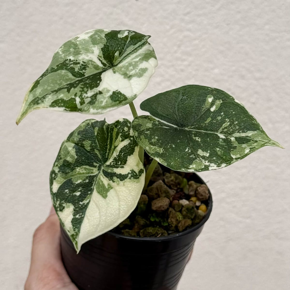 Alocasia Melo Albo  - Pre Order