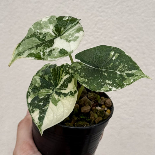 Alocasia Melo Albo  - Pre Order