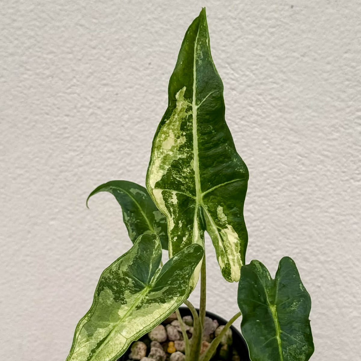 Alocasia Sarian Albo  - Pre Order