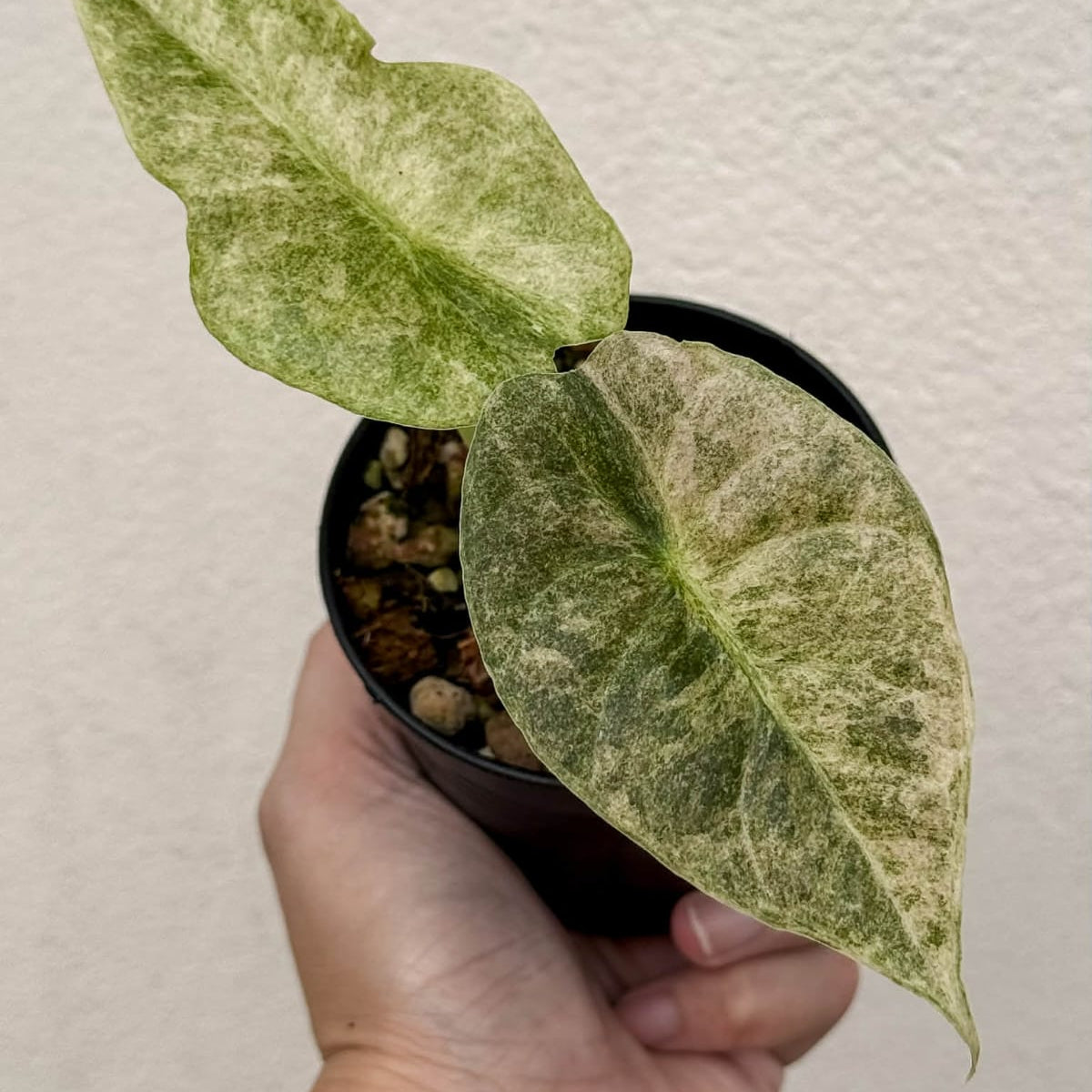 Alocasia Golden Bone Pink Splash  - Pre Order