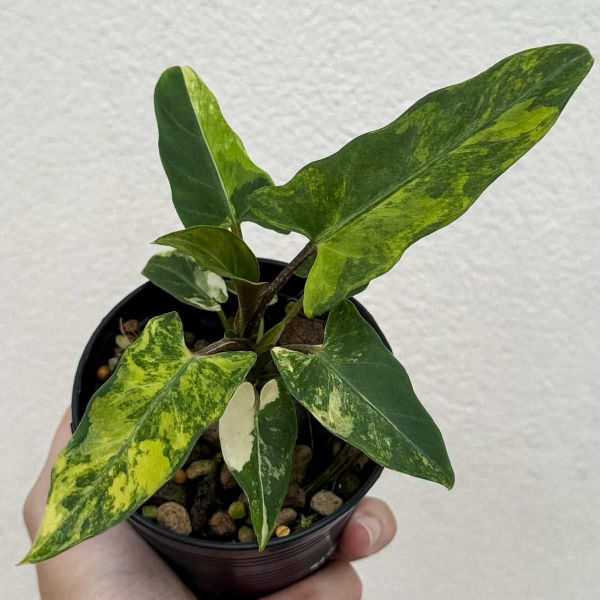 Alocasia Lauterbachiana Aurea  - Pre Order