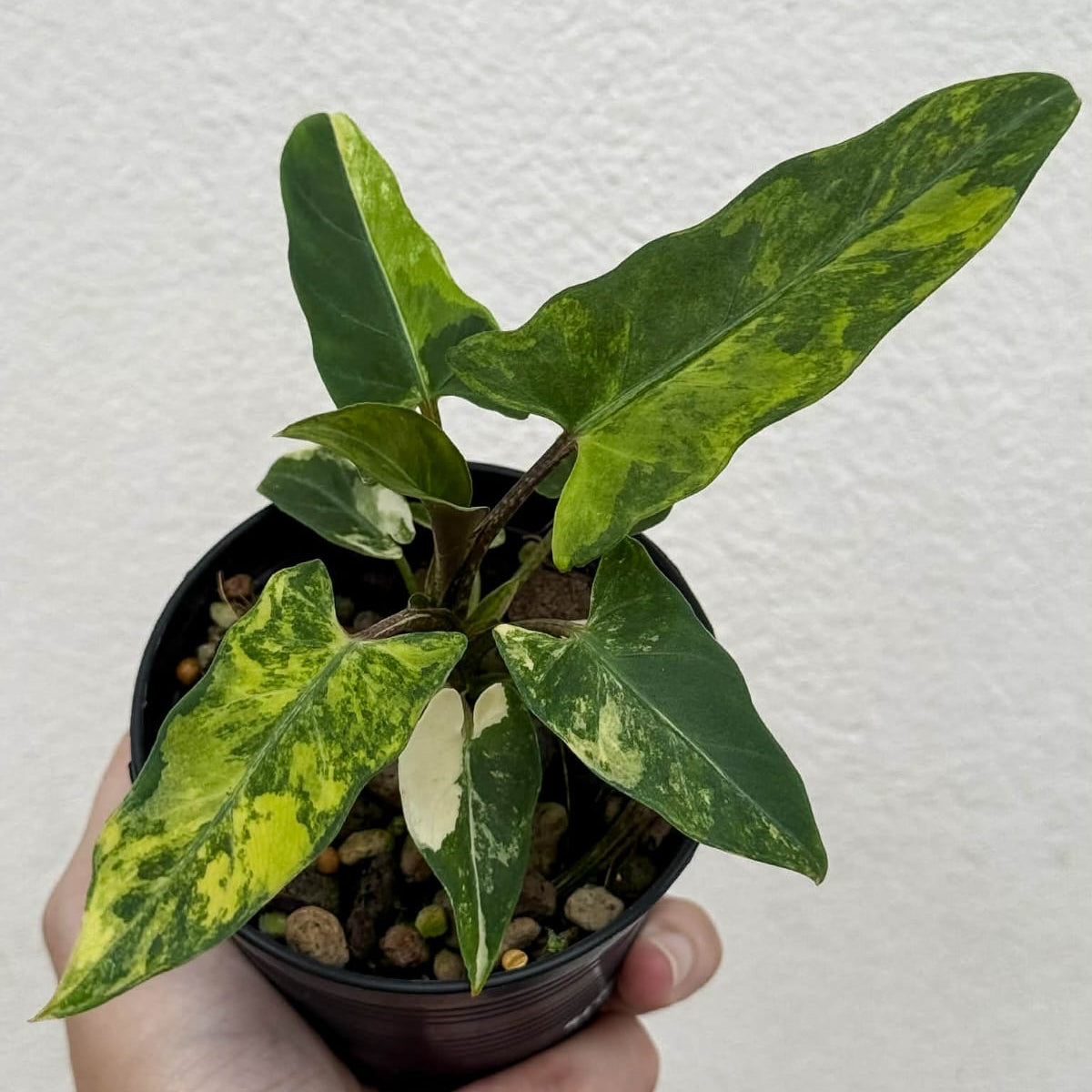 Alocasia Lauterbachiana Aurea - Pre Order