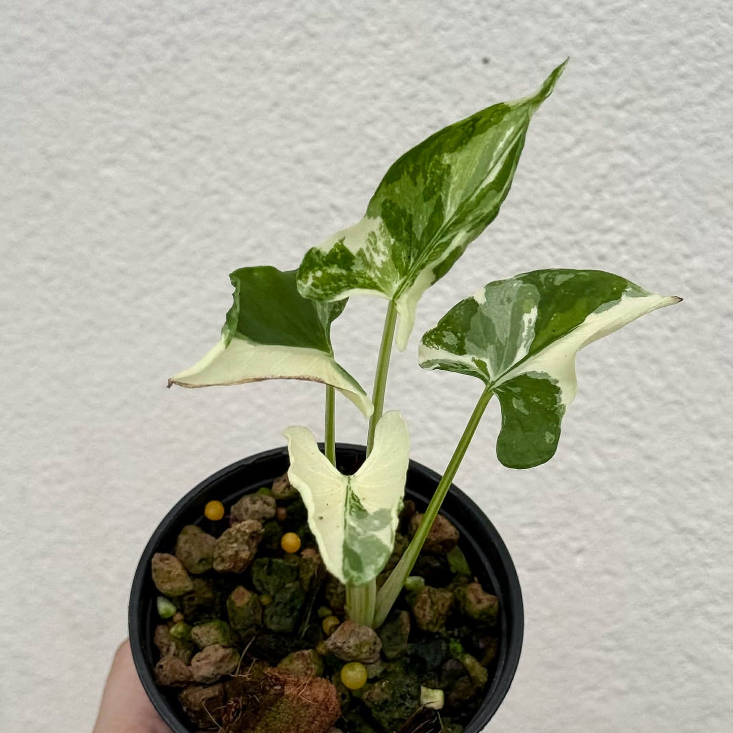 Alocasia Cucullata Crinkles Albo - Pre Order