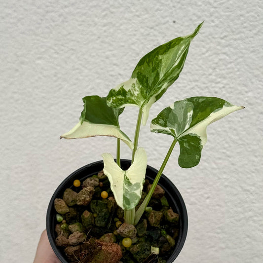 Alocasia Cucullata Crinkles Albo - Pre Order