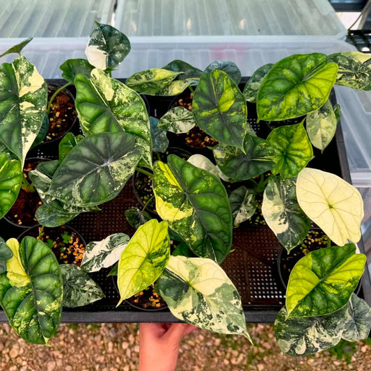 Alocasia Dragon Scale Albo - Pre Order