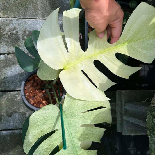 Monstera Jungle Mint A - Pre Order