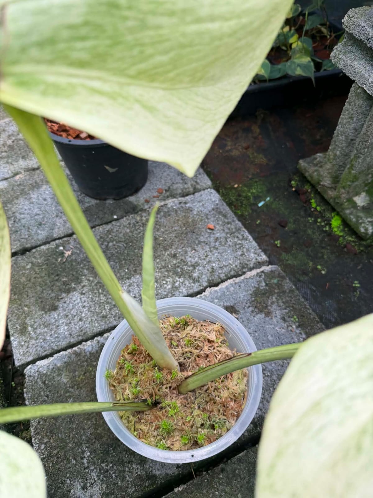 Monstera Jungle Mint B - Pre Order