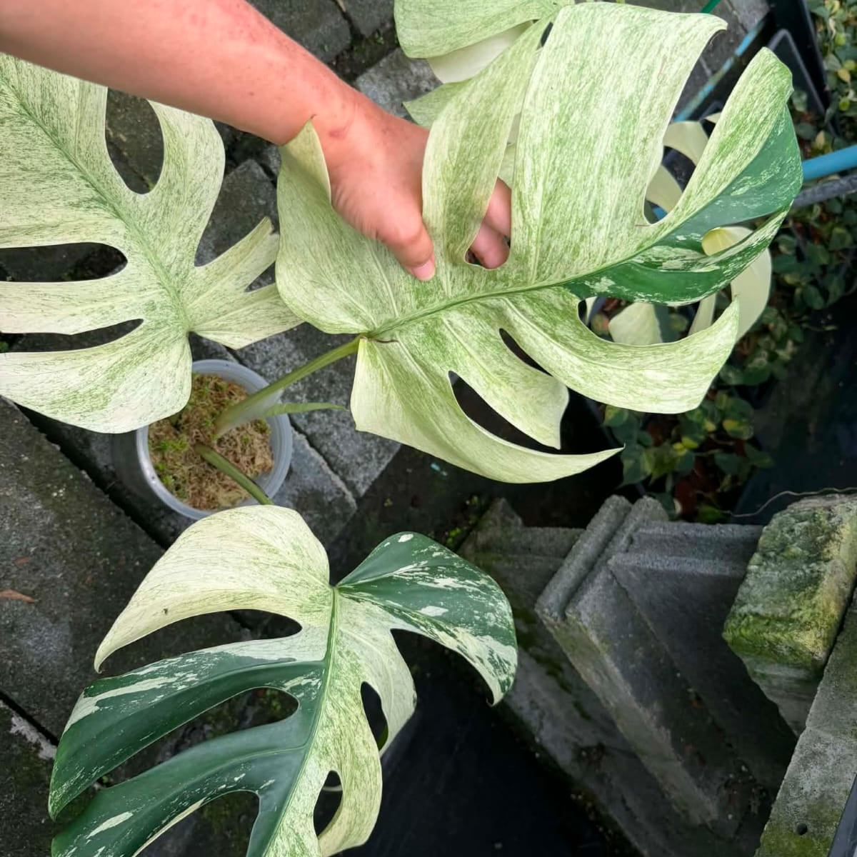 Monstera Jungle Mint B - Pre Order