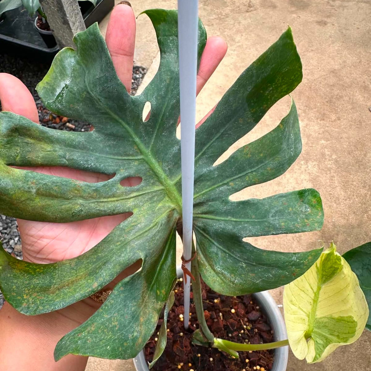Monstera Siam Mint A - Pre Order