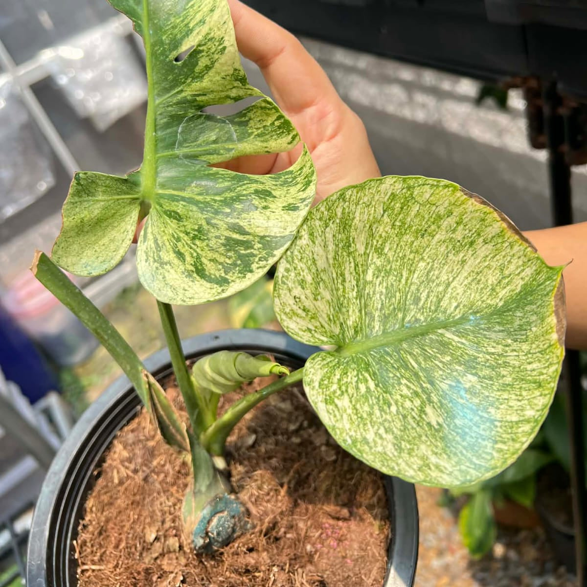 Monstera Siam Mint B - Pre Order