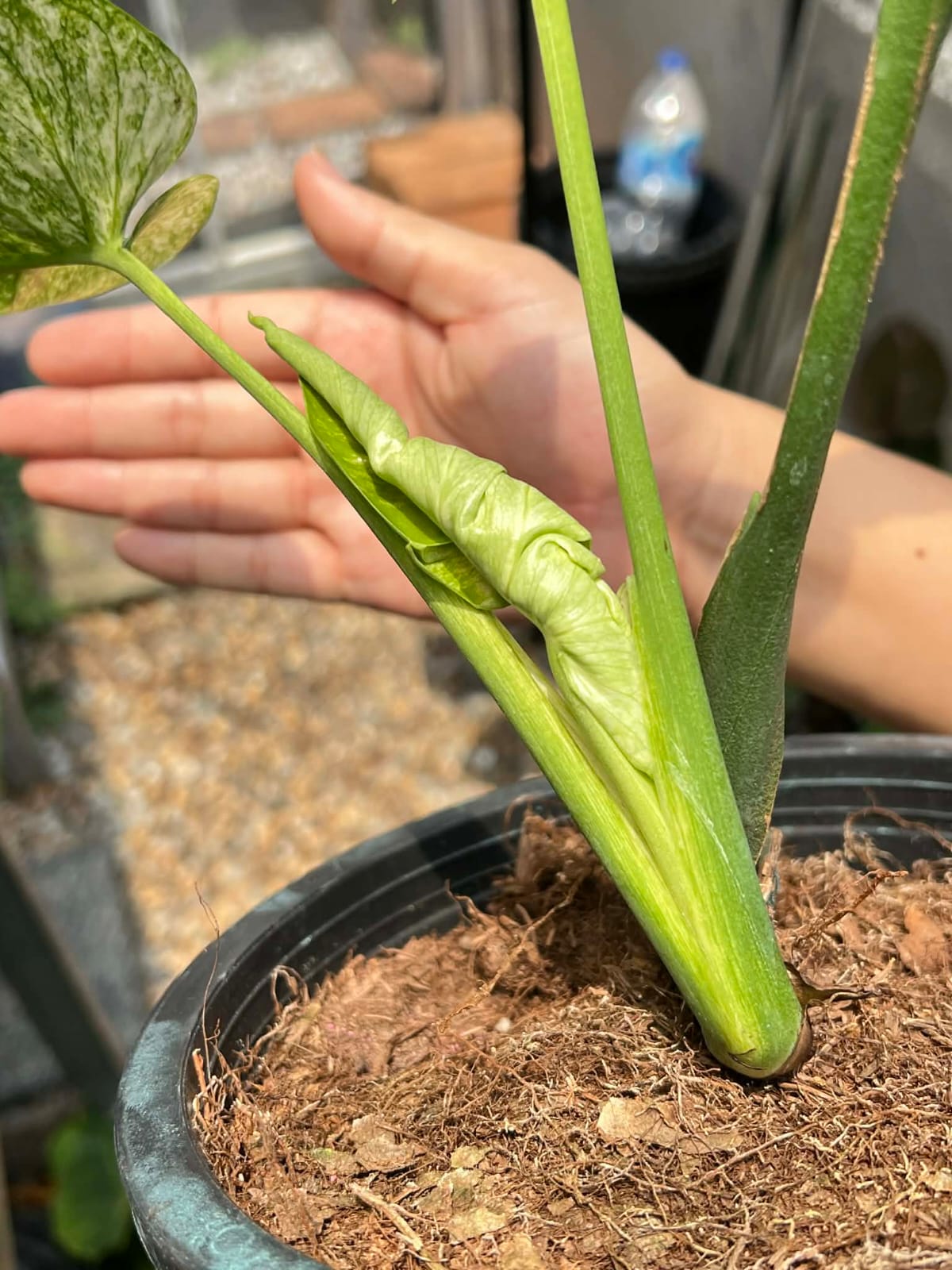 Monstera Siam Mint B - Pre Order