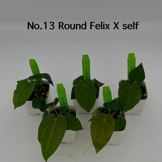 No.13 Anthurium Round Felix X Self (Seedling)