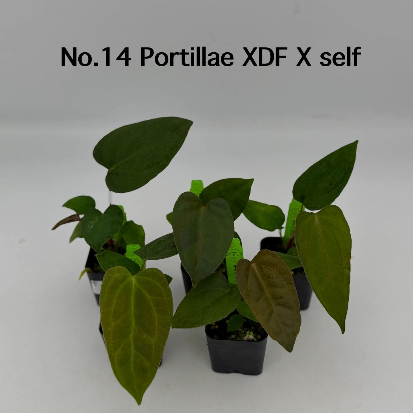 No.14 Anthurium Portillae XDF X Self (Seedling)