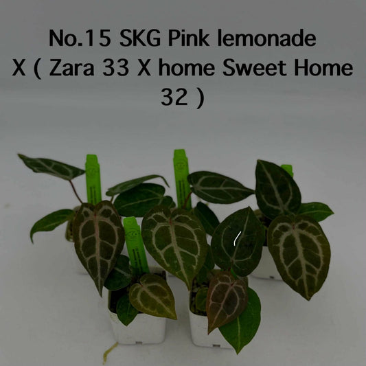 No.15 Anthurium SKG Pink Lemonade X (Zara 33 X Home Sweet Home 32) (Seedling)