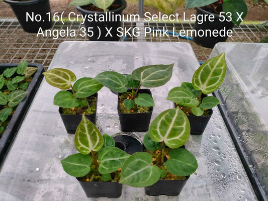 No.16 Anthurium (Crystallinum Select Lagre 53 X Angela 35 ) X SKG Pink Lemonede (Seedling)