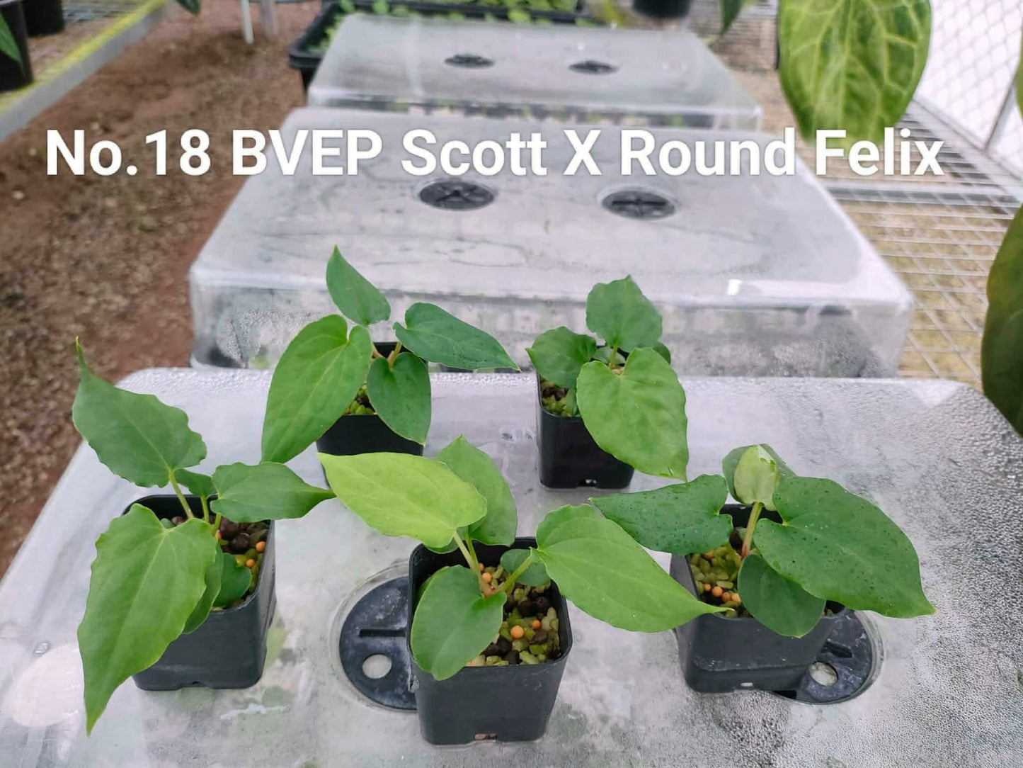 No.18 Anthurium BVEP Scott X Round Felix (Seedling)