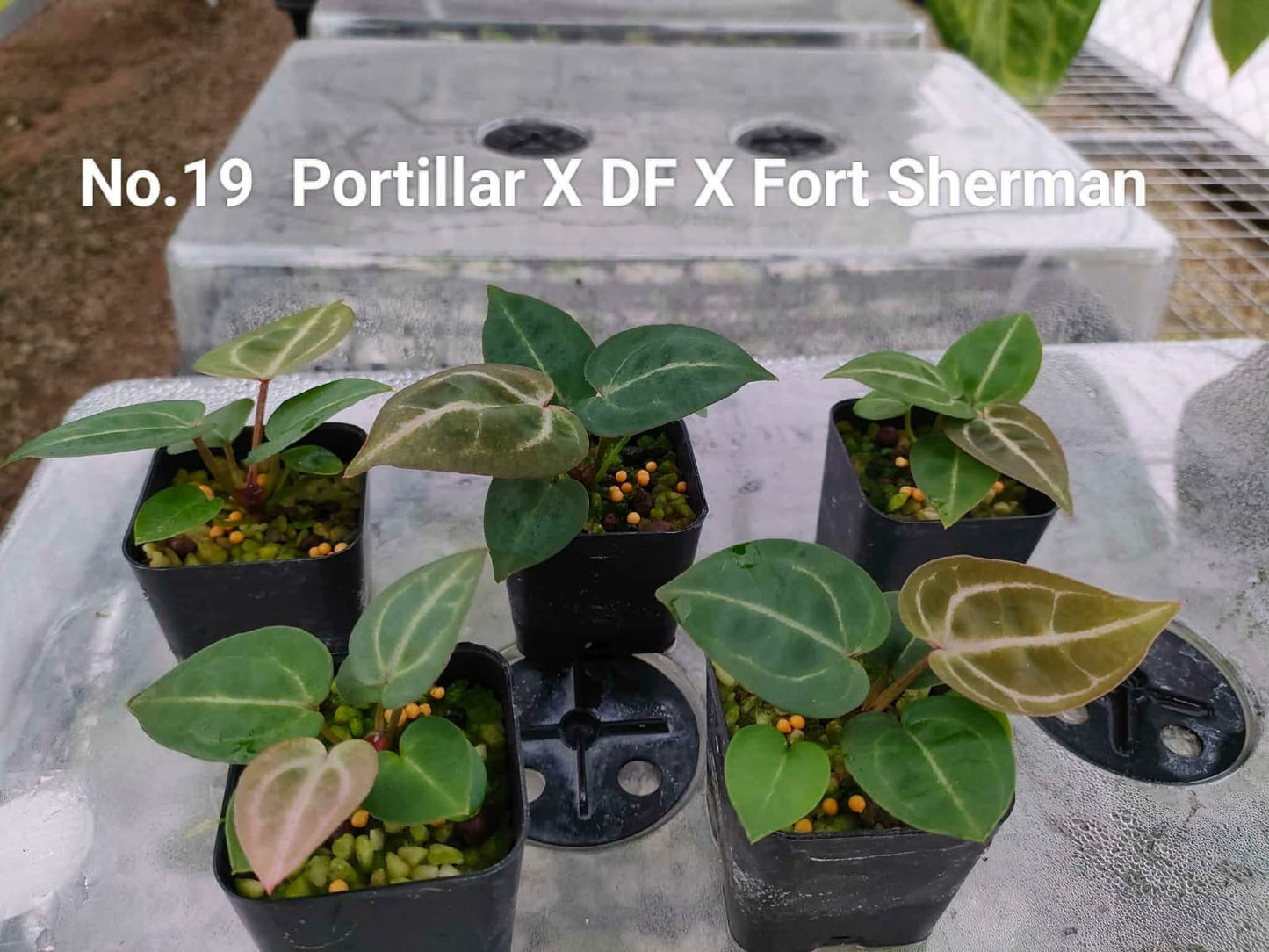 No.19 Anthurium Portillar X DF X Fort Sherman (Seedling)