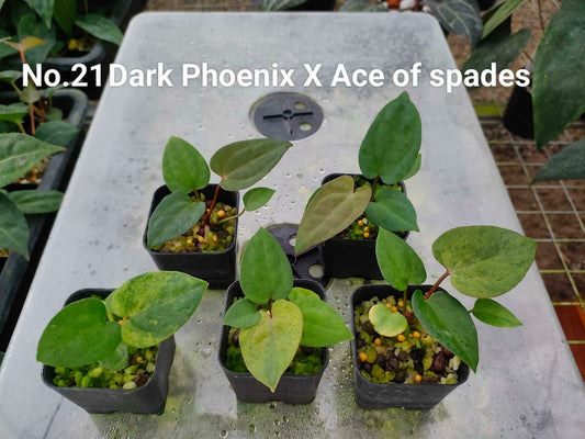 No.21 Anthurium Dark Phoenix X Ace of spades (Seedling)