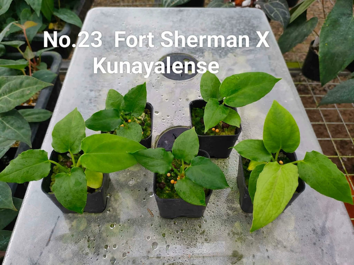 No.23 Anthurium Fort Sherman X Kunayalense (Seedling)