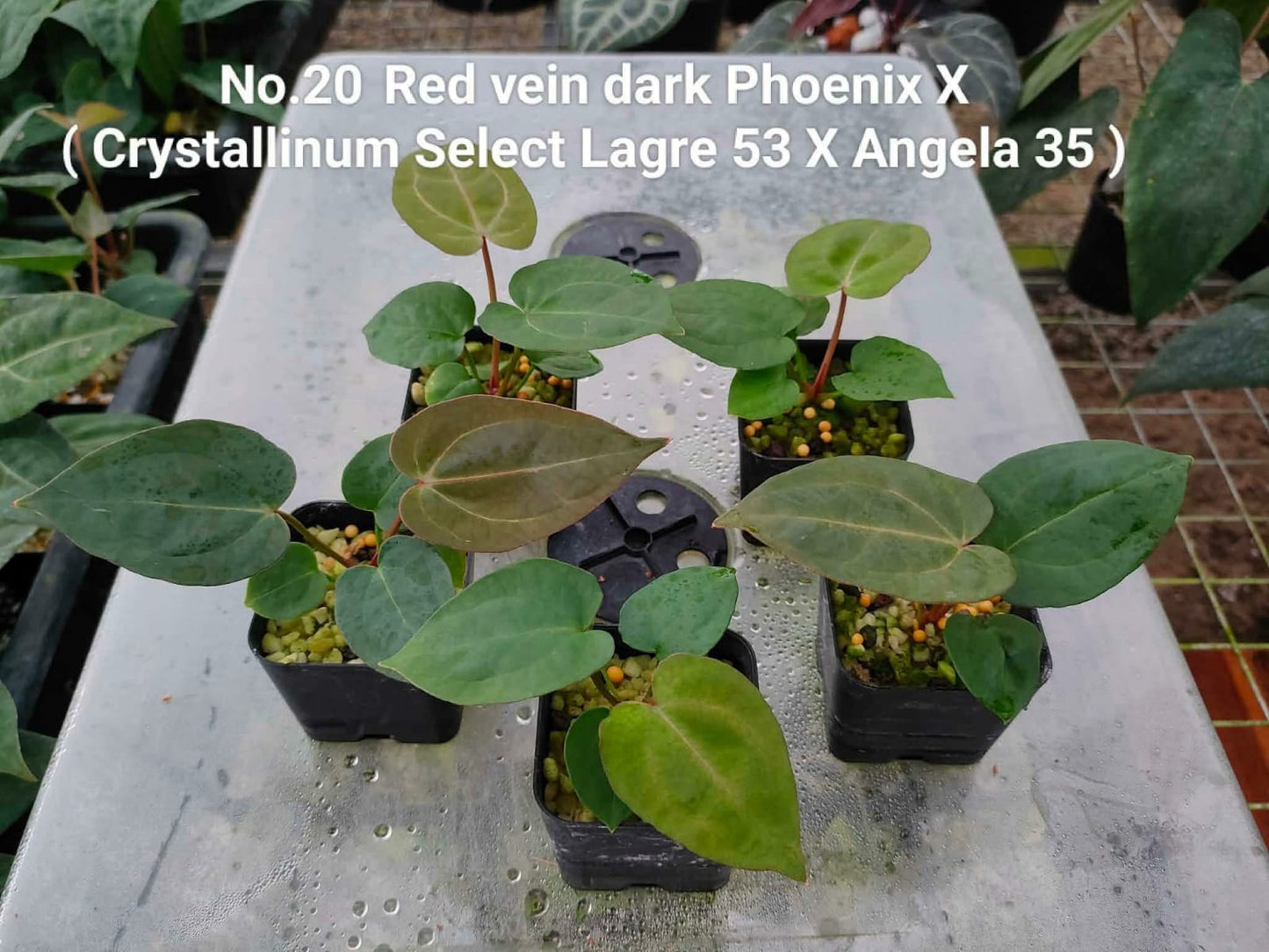No.20 Anthurium Red Vein Dark Phoenix X (Crystallinum Select Lagre 53 X Angela 35) (Seedling)