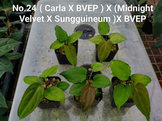 No.24 Anthurium (Carla X BVEP ) X (Midnight Velvet X Sungguineum)X BVEP (Seedling)