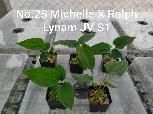 No.25 Anthurium Michelle X Ralph Lynam JV S1 (Seedling)