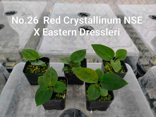 No.26 Anthurium Red Crystallinum NSE X Eastern Dressleri (Seedling)