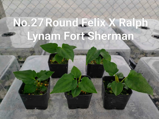 No.27 Anthurium Round Felix X Ralph Lynam Fort Sherman (Seedling)