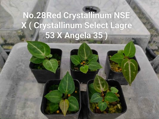 No.28 Anthurium Red Crystallinum NSE X (Crystallinum Select Lagre 53 X Angela 35) (Seedling)