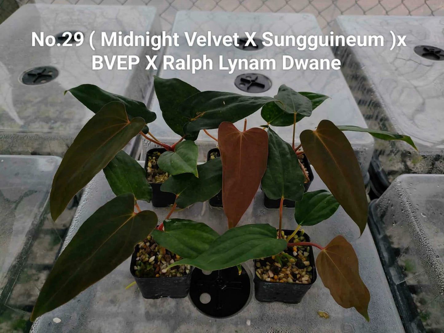 No.29 Anthurium (Midnight Velvet X Sungguineum )x BVEP X Ralph Lynam Dwane (Seedling)